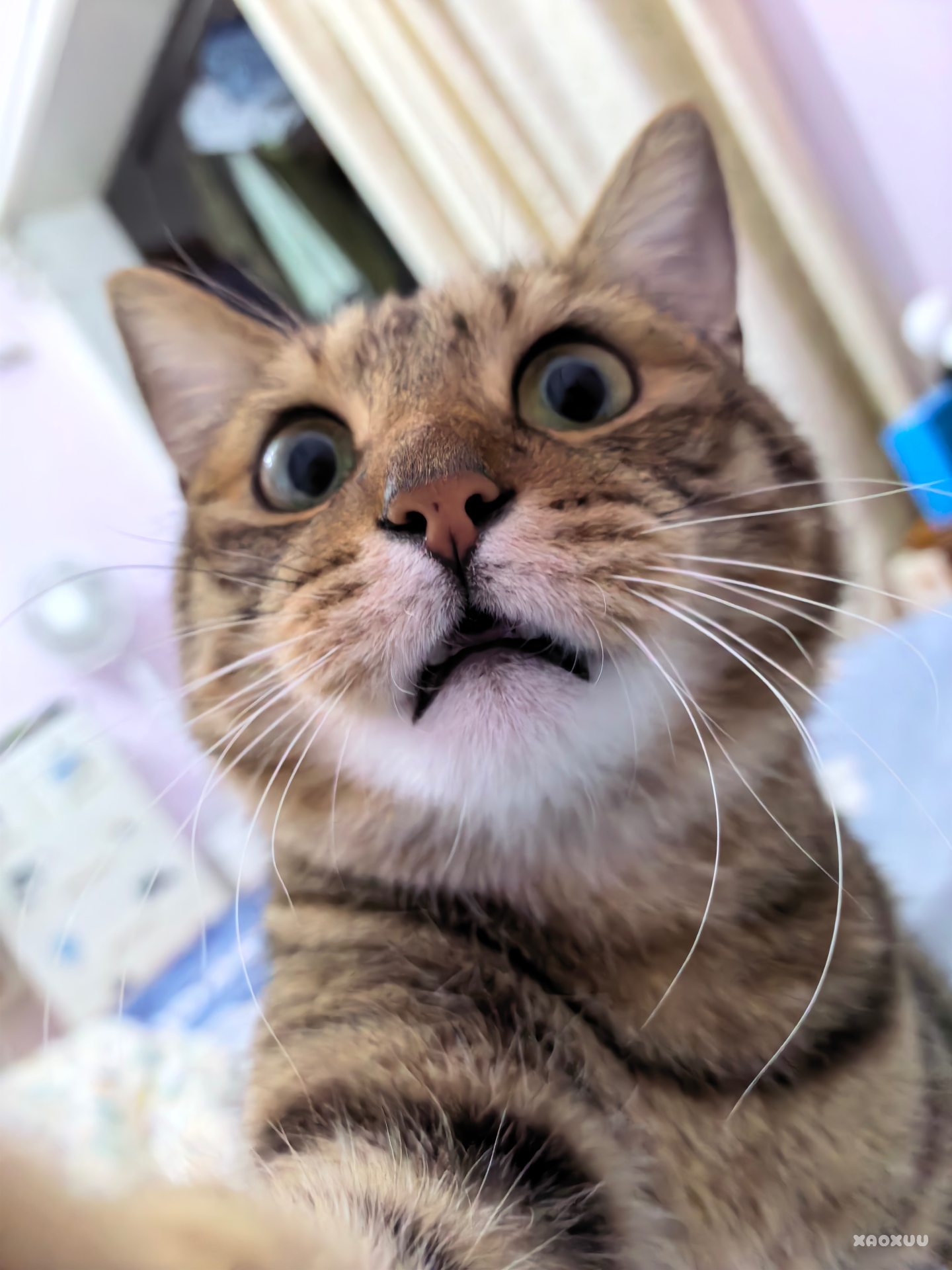 Dattle 不知道在说什么，我也听不懂，挺着急的。